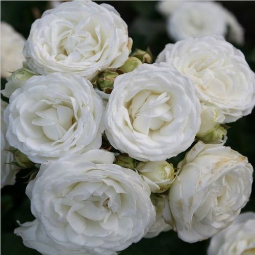 Rosa Schneeküsschen ® - alb - Trandafir copac cu trunchi înalt - cu flori mărunți - coroană compactă